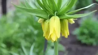 Императорские рябчики в Самаре