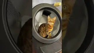 There's more to life than scooping cat 💩