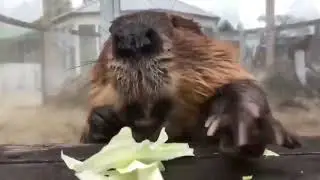 Beaver Eating Cabbage
