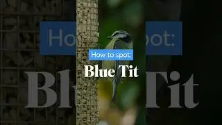 good news wrangler Sam Bentley tells us all about blue tits #biggardenbirdwatch #birds #bluetits