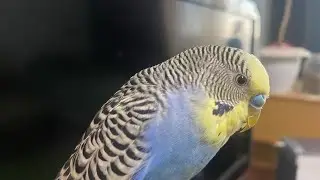 Клювик ВЖёлтом в прямом эфире!