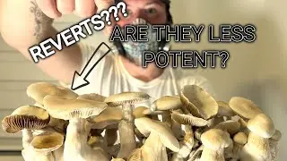What is a mushroom 