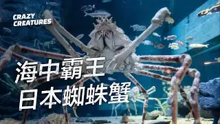 Crazy Creatures - Japanese Spider Crabs
