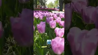 WOULD YA LOOK AT THAT 😍 Here are FIVE of the most beautiful #BotanicalGardens in #Florida 🌺  #Cora