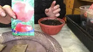 Посадка семян земляники и сладкого перца. ЭКСПЕРИМЕНТ!