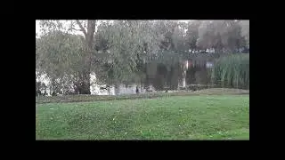 Живность Нарвы