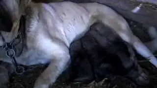 Turkish Kangal,Kangal www.kangalbg.com