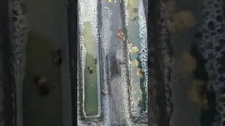 DAWN DISH WASHING LIQUID ANTS EXPERIMENT