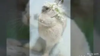 Conejos (fotos)