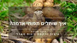 איך שותלים תפוחי אדמה?