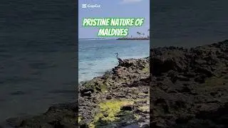 MALDIVES and NATURE :) warto jechać na Malediwy