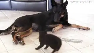 My cute kitten Shaolin wants to play with my dog