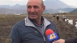 урожай картофеля в Ахалкалаки продолжается