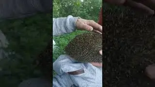 Ёжик в гости к нам пришёл