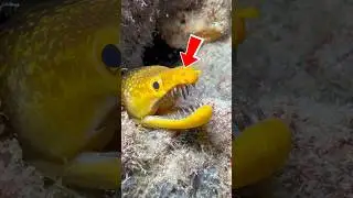 3 ANIMALS That Are at the BEACH With You 