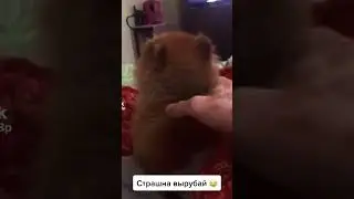 страшно вырубай