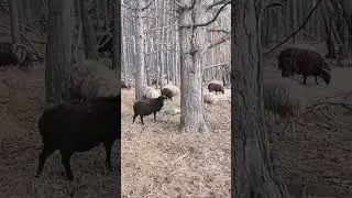 Разговор двух французов #short