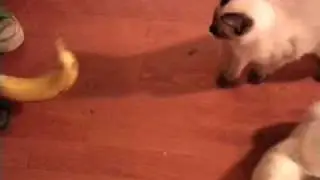 Bananas vs. Cats