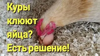 Расклёв яиц в прошлом.