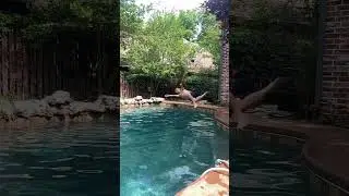Bat Diving in the Pool. 