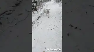 Аргентинский дог НАИМИ у нас в гостях в Яготине