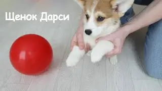 Darcy's Welsh Corgi. New family member