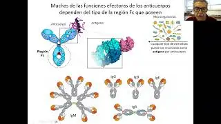 8-Respuesta de Anticuerpos (2024 con defectos de conexión)