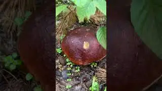 Грибная пора