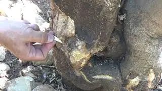 Finike -  Limon Yetiştiriciliği - Limon Ağacında Akma ve Kuruma  Tedavisi