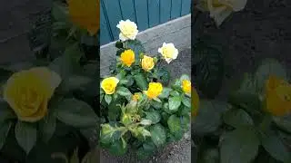 Розы в моем саду