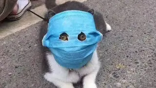 Как реагируют коты на коронавирус!!!
