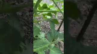 organic tomato garden 2024