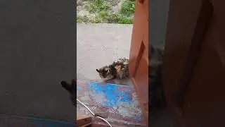 Заходим в дом // все рассчитано 👌