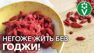 С ЭТОЙ ЦЕЛЕБНОЙ ЯГОДОЙ ИММУНИТЕТ КРЕПЧЕ В РАЗЫ! Секретное средство тибетских монахов в вашем саду