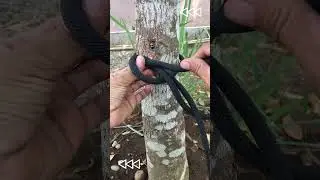 Incredible Bowline Knot  #knotskill #knot #knottutorial