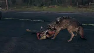 WOLF HUNT AND KILL PREYS ANIMATION