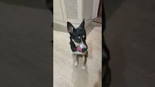 Герда выполняет команды и даёт лапу за колбасу))) #funnypet #funnyanimal #pet #animal #dogshorts