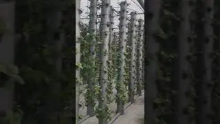 Hydroponic Farm