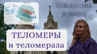 Молекулярная биология для олимпиад / Теломеры и теломераза, основы биохимии ДНК и репликации ДНК