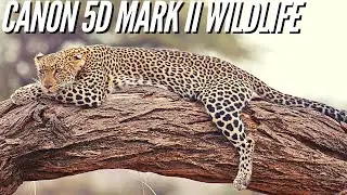 Canon 5D Mark II  📸 Wildlife Photography - Image Quality