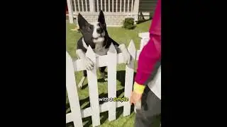 He Turned The Neighborhood Into A Fan Club 🐕🎾 