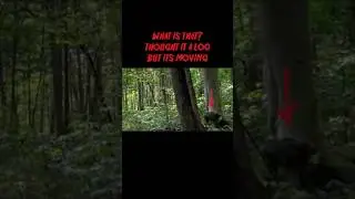 IT WAS ALMOST HIDDEN