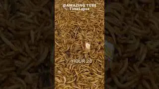 10.000 Worms vs Banana