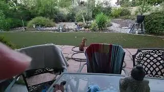 LUCYLU, THE GUARD PUPPY
