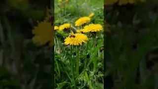 Одуванчики #природа #nature #одуванчики #ностальгия #Родина #музыка #забытыеместа #music