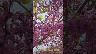 Иудино дерево.Шаббат Шалом! 