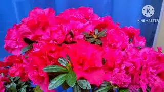 Bonsai tree flower 🌹🌺 Join premier @remyshome 