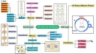 11 standard biology mindmap of Cell Cycle and Cell Division