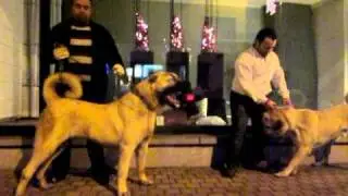 BELCIKALI ZORBA VS JR BOZ