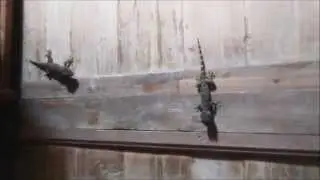 Gekko
